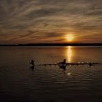 Kampfrevier der Blesshühner beim Sonnenuntergang