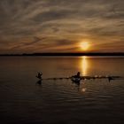 Kampfrevier der Blesshühner beim Sonnenuntergang