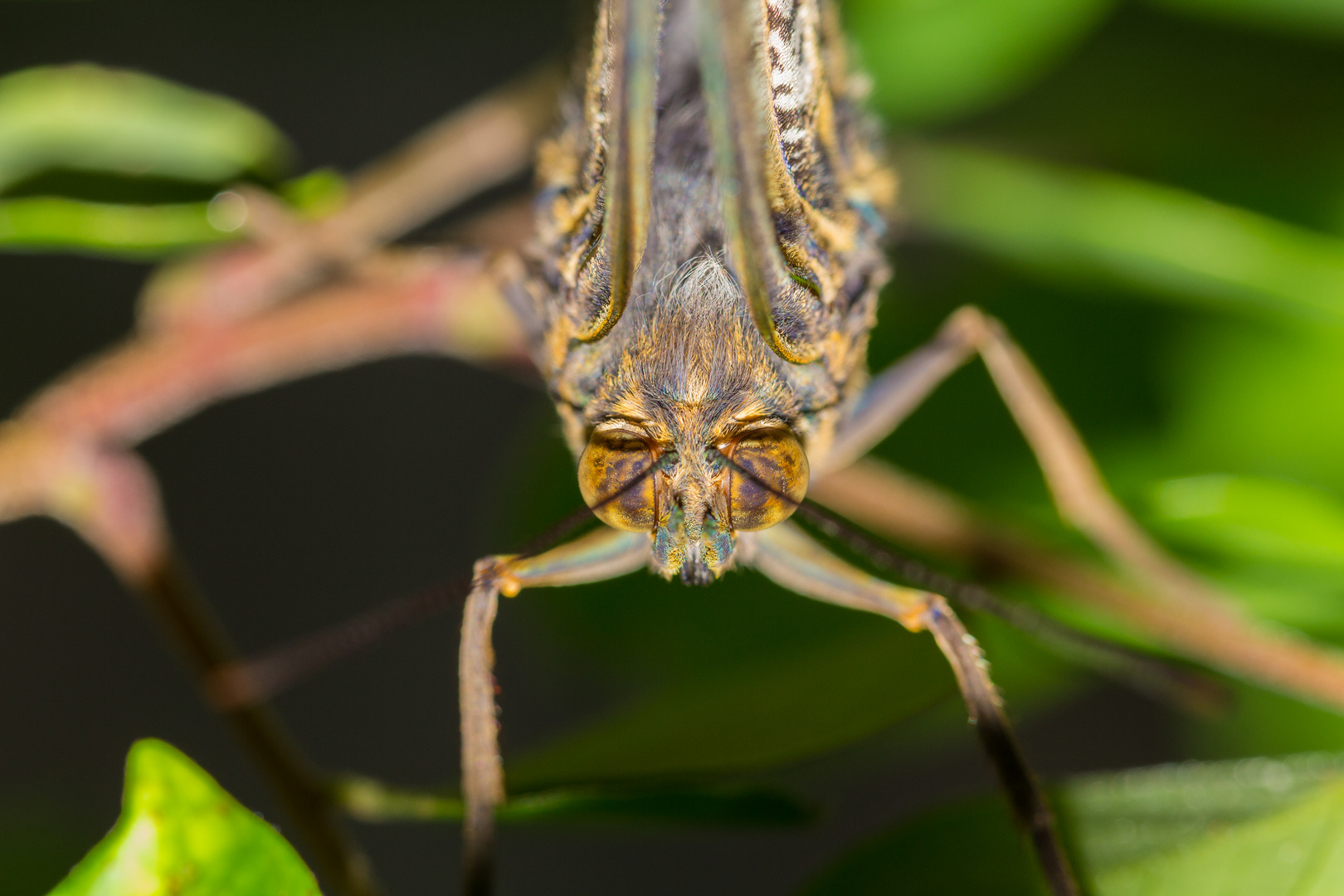 Kampfschmetterling :-)