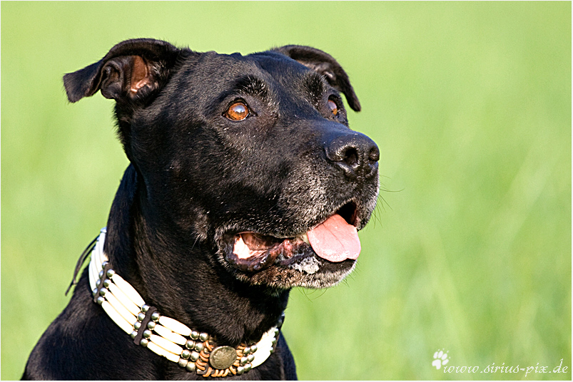 Kampfschmuser Marco - American Staffordshire