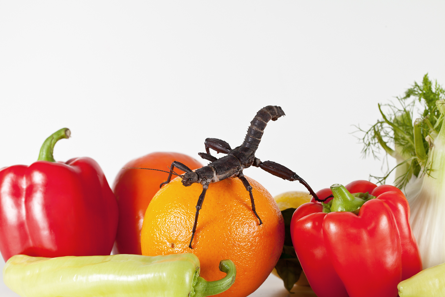 Kampfschrecke auf Obst und Gemüse