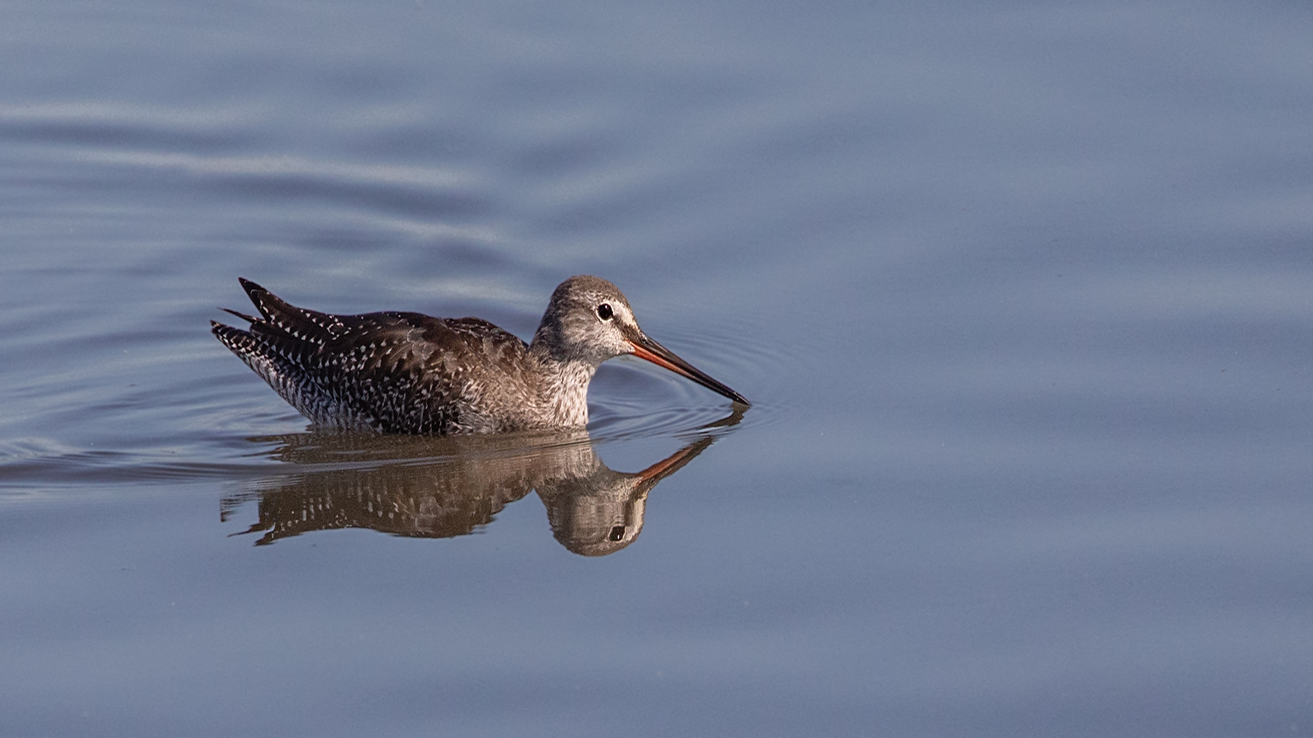 Kampfschwimmer(läufer)