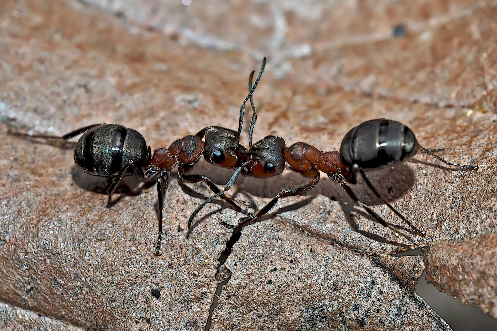 Kampfstimmung bei Waldameisen! (1) - Un combat de fourmis...