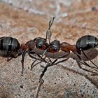 Kampfstimmung bei Waldameisen! (1) - Un combat de fourmis...