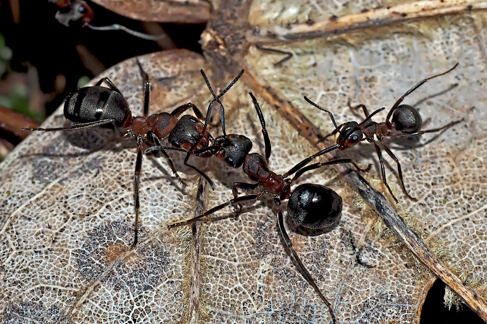 Kampfstimmung bei Waldameisen! (2) - Un combat de fourmis...