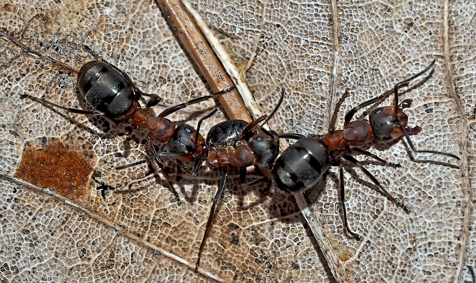 Kampfstimmung bei Waldameisen! (3) - Un combat de fourmis...