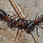 Kampfstimmung bei Waldameisen! (3) - Un combat de fourmis...