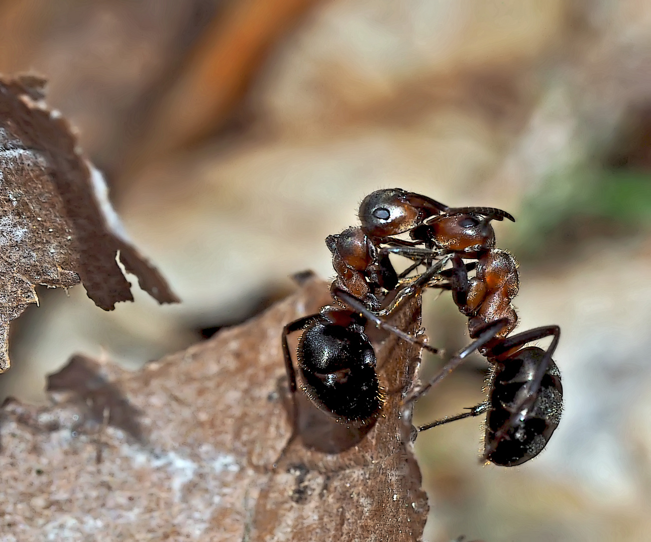Kampfstimmung bei Waldameisen (4) - Un combat de fourmis...