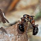 Kampfstimmung bei Waldameisen (4) - Un combat de fourmis...