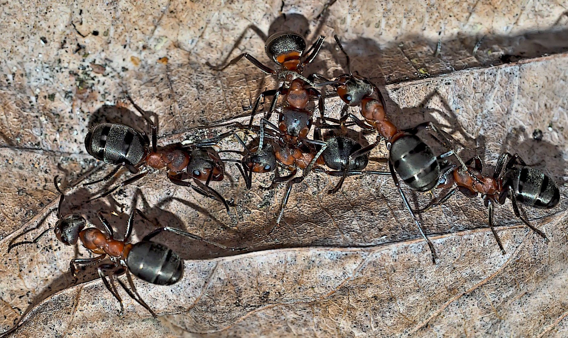 Kampfstimmung bei Waldameisen! (5) - Un combat de fourmis...