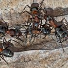 Kampfstimmung bei Waldameisen! (5) - Un combat de fourmis...