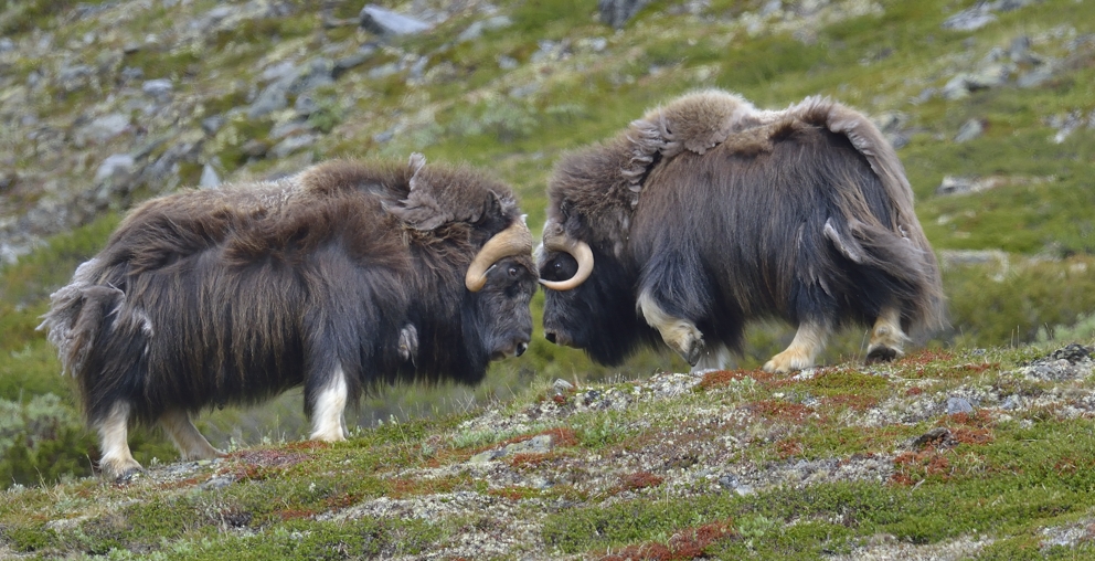 Kampfwillige Moschusochsenbullen im Dovrefjell Nationalpark, Juni 2013