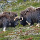 Kampfwillige Moschusochsenbullen im Dovrefjell Nationalpark, Juni 2013