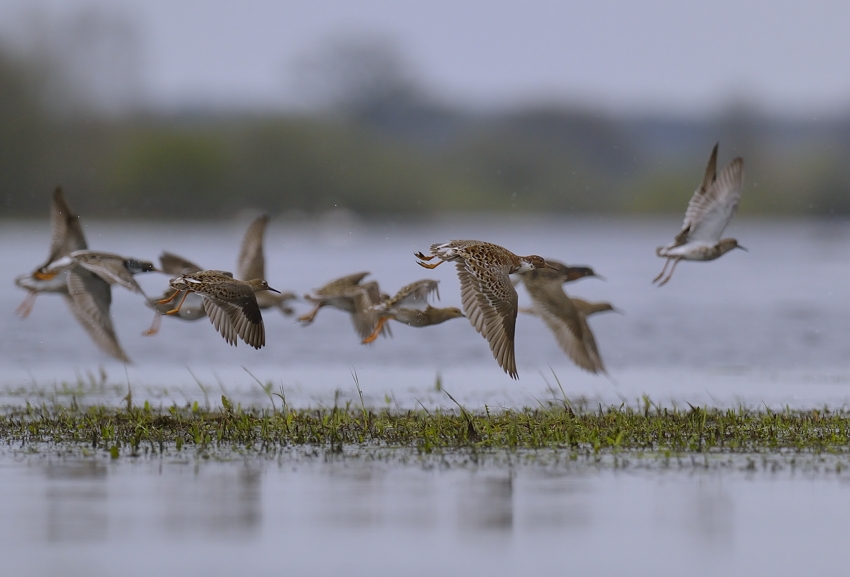 Kampläufer im Flug, Biebrza Nationalpark im Mai 2013