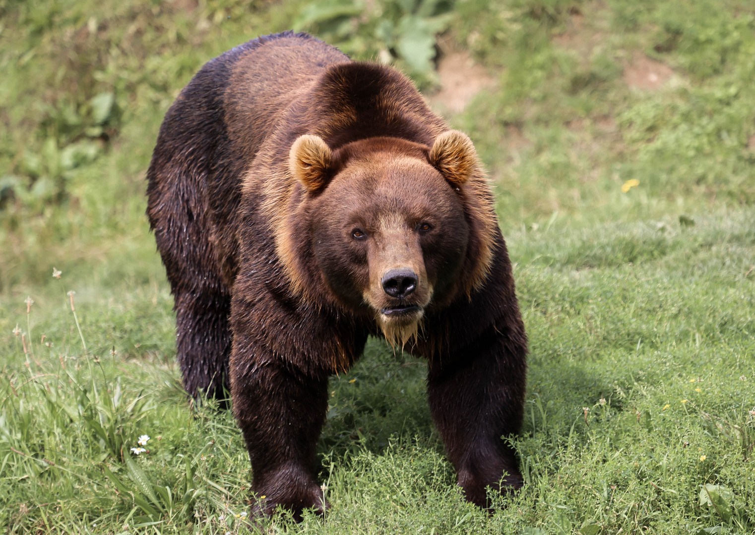 Kamschatka Braunbär 