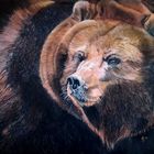 Kamtschatka-Bär