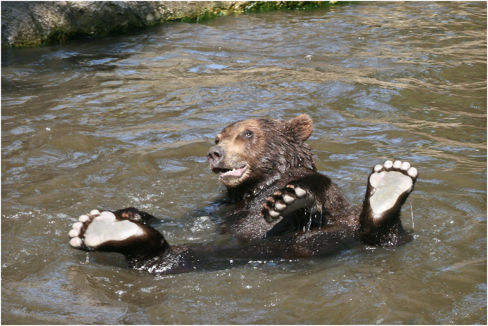 KAMTSCHATKA BÄR