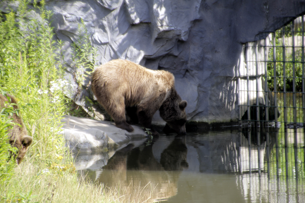 Kamtschatka-Bär 