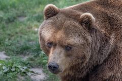 Kamtschatka Bär