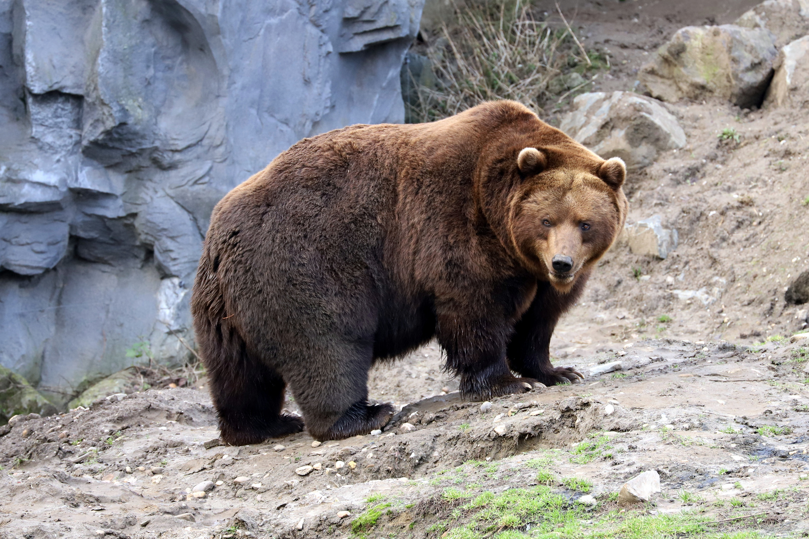 Kamtschatka-Braunbär