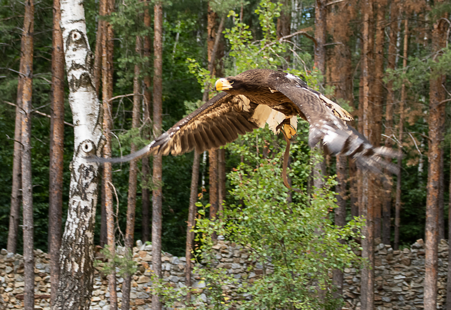 Kamtschatka Riesesseeadler Jungtier