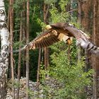 Kamtschatka Riesesseeadler Jungtier