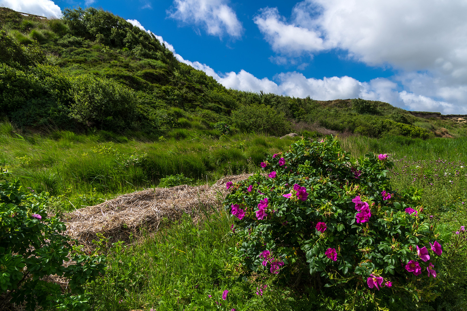 Kamtschatka-Rose am Watt bei Morsum