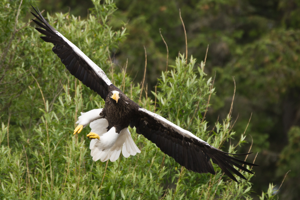 Kamtschatka Seeadler