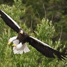 Kamtschatka Seeadler