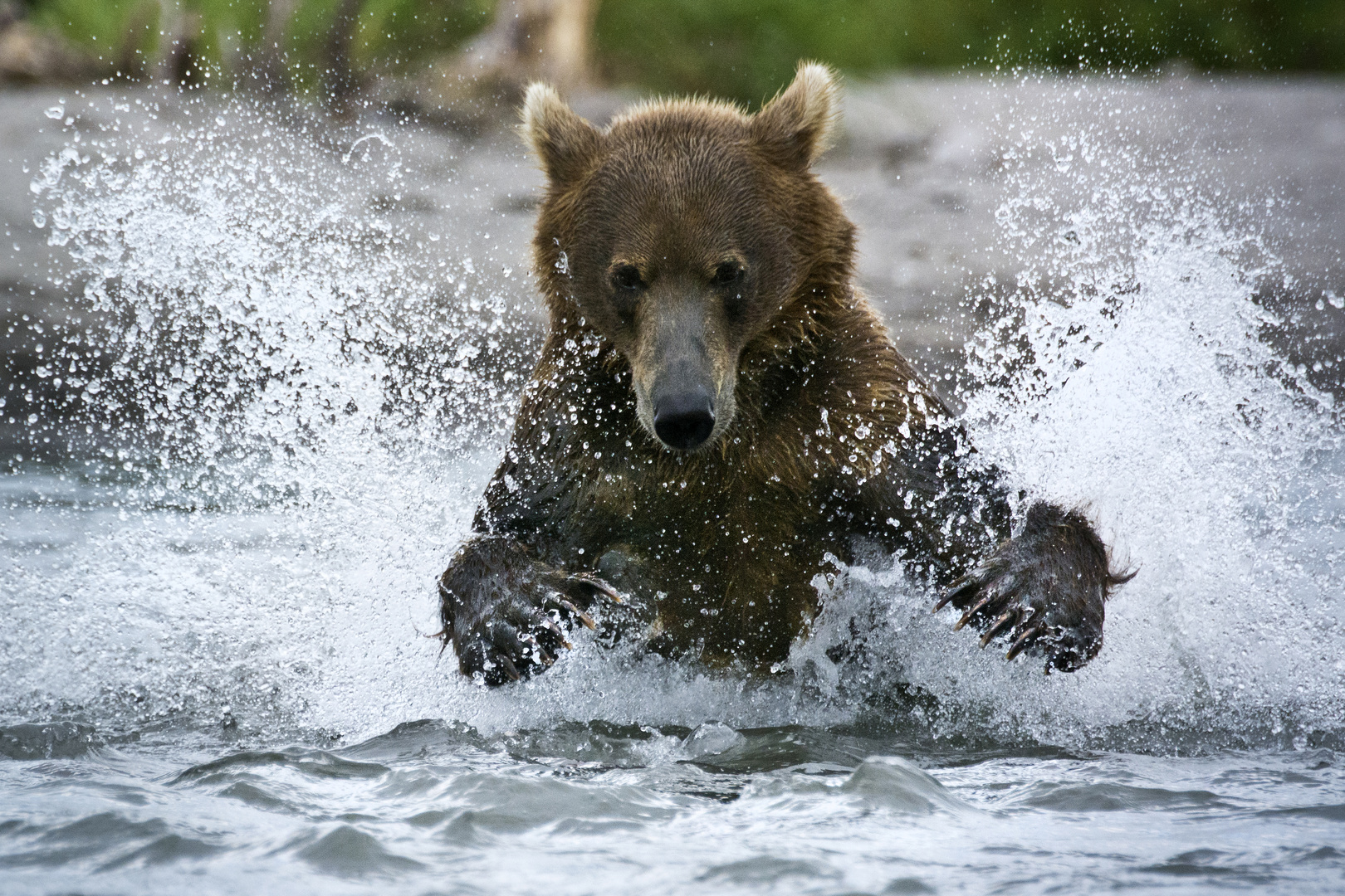 Kamtschatkabär