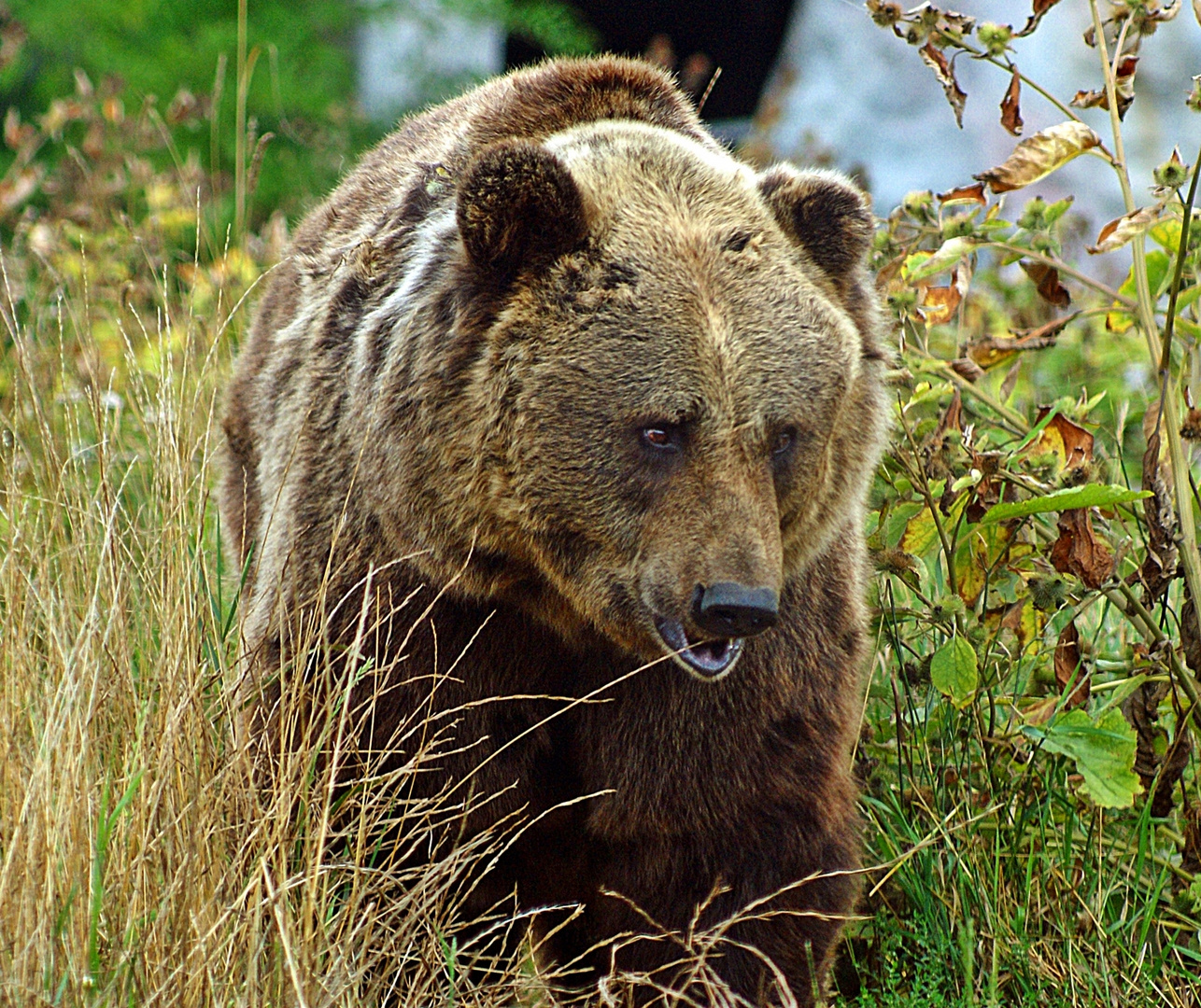 Kamtschatkabär