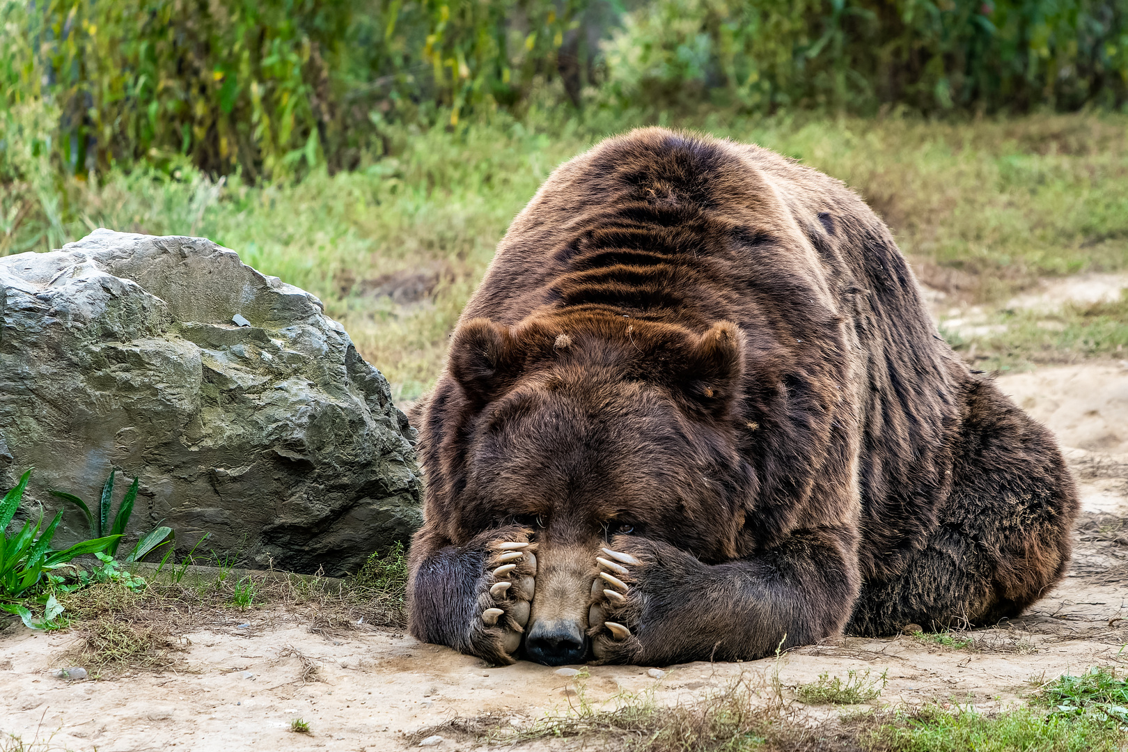 Kamtschatkabär