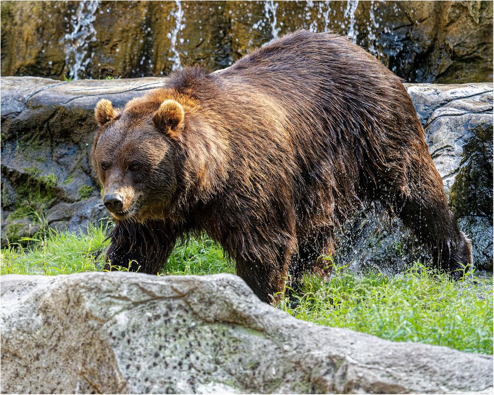 Kamtschatkabär