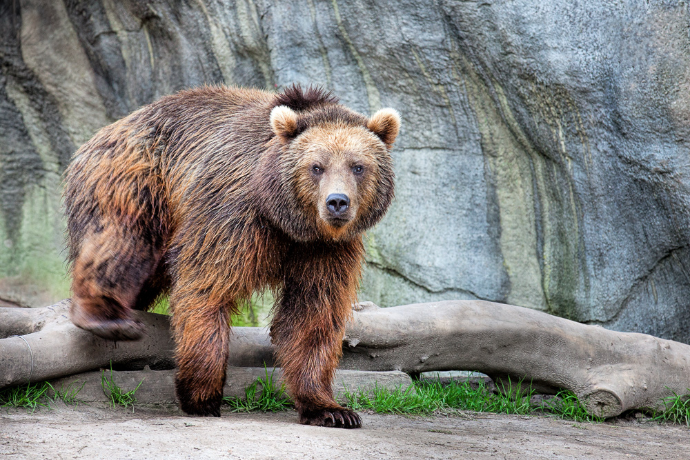 Kamtschatkabär