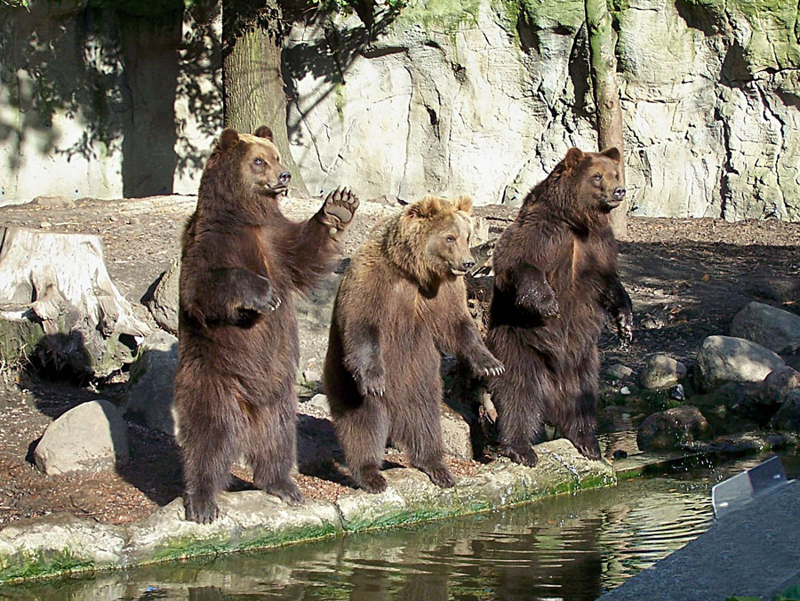 Kamtschatkabaren Foto Bild Tiere Zoo Wildpark Falknerei Saugetiere Bilder Auf Fotocommunity