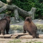 Kamtschatkabären im Tierpark-Hagenbeck