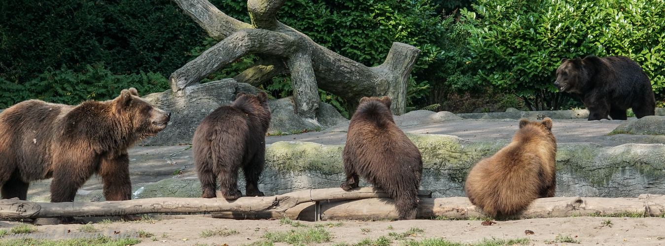 Kamtschatkabären im Tierpark-Hagenbeck