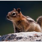 Kanada 2009 - Chipmunk