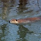 Kanada Biber (Castor canadensis)