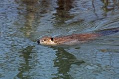 Kanada Biber (Castor canadensis)