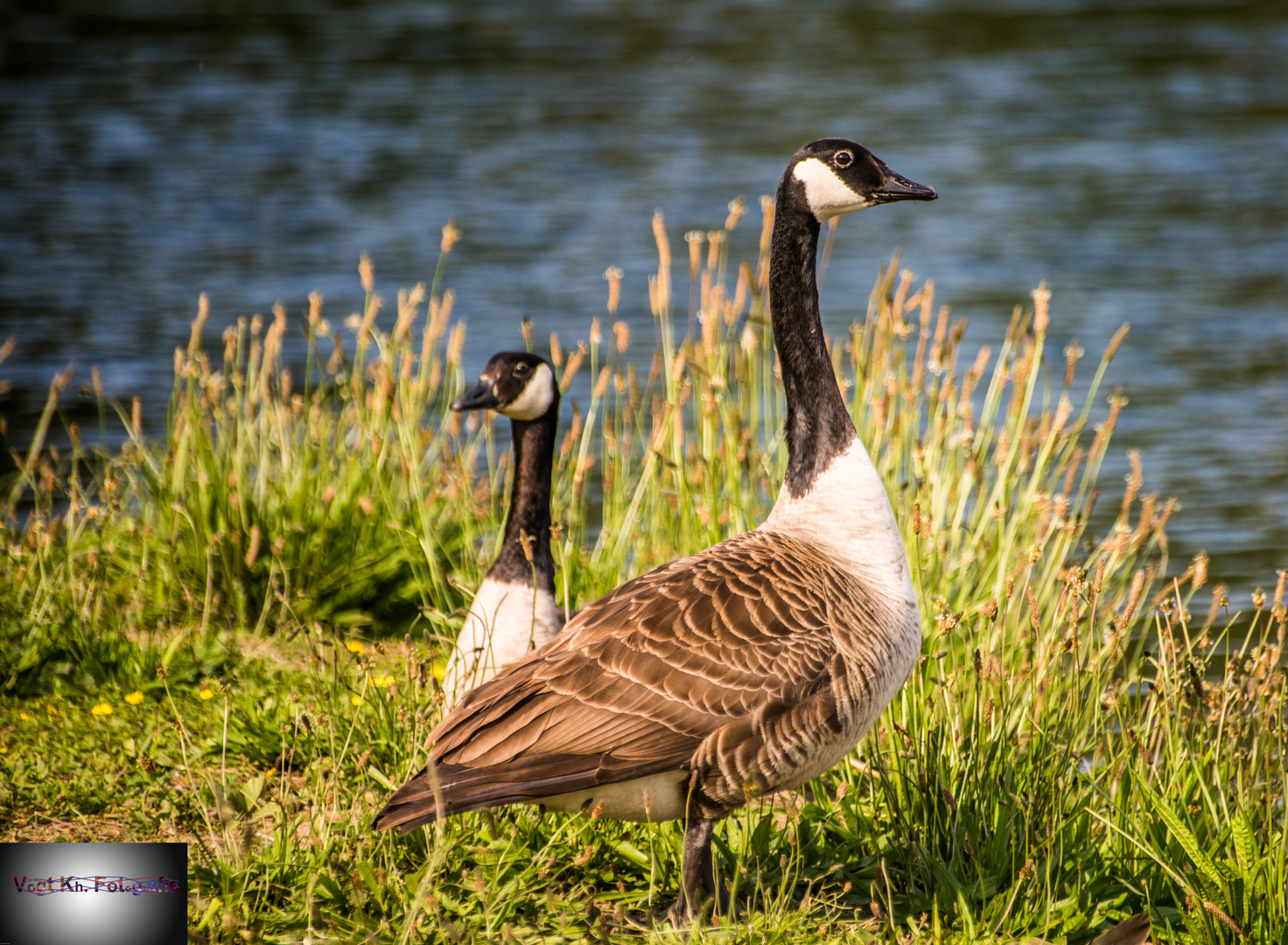 Kanada Gänse