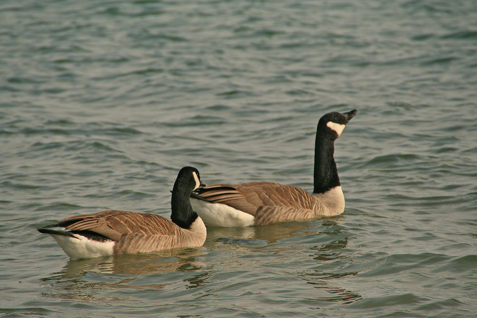 Kanada Gänse am Blausteinsee