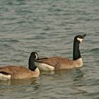 Kanada Gänse am Blausteinsee