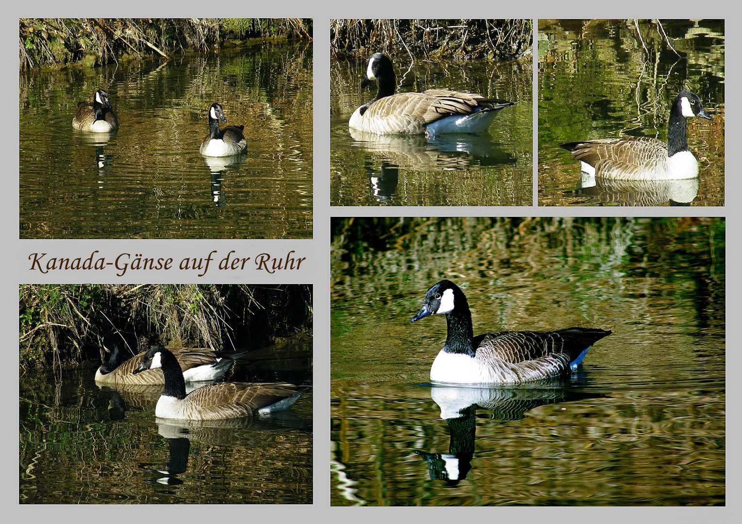 Kanada-Gänse auf der Ruhr