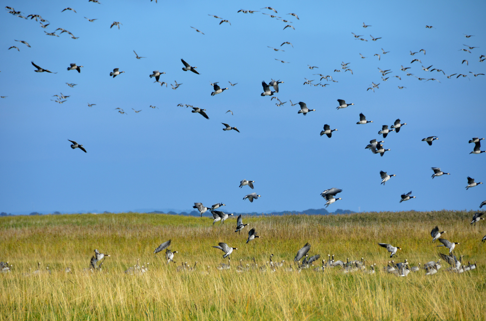 Kanada-Gänse auf Hiddensee