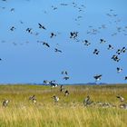 Kanada-Gänse auf Hiddensee