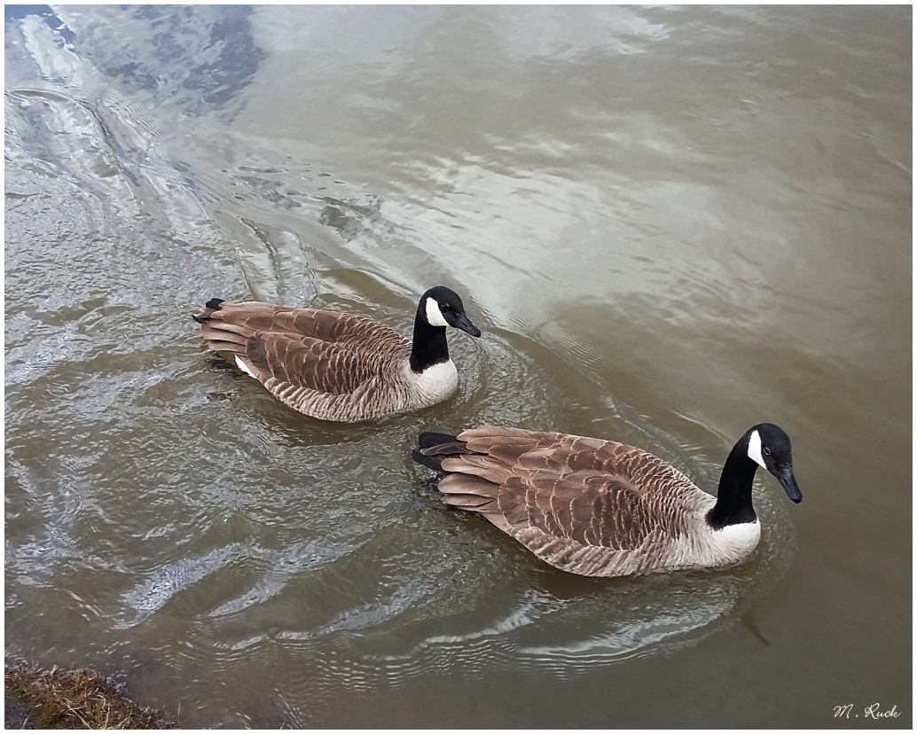 Kanada Gänse auf Ufer des Main ,