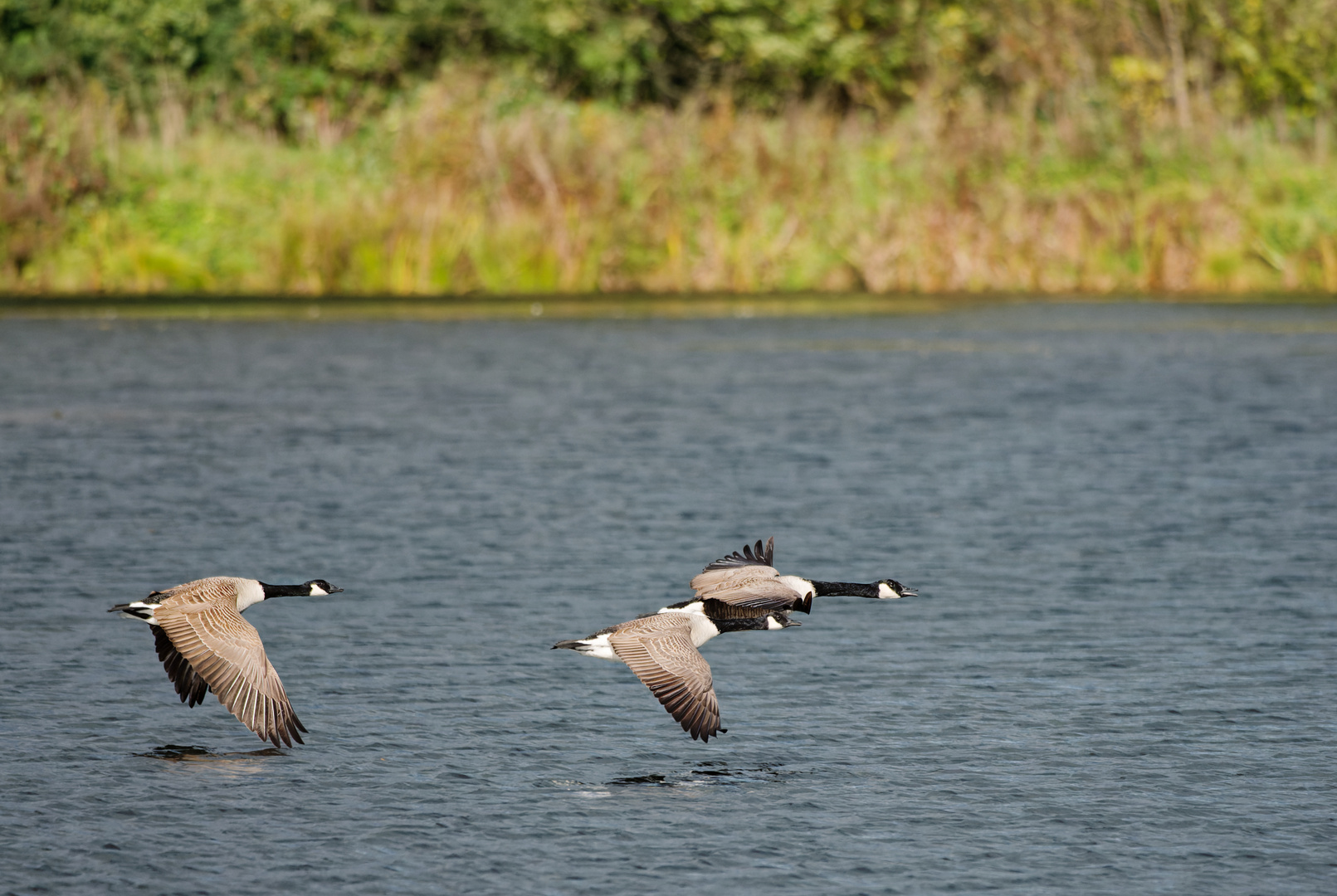 Kanada Gänse im Flug 2