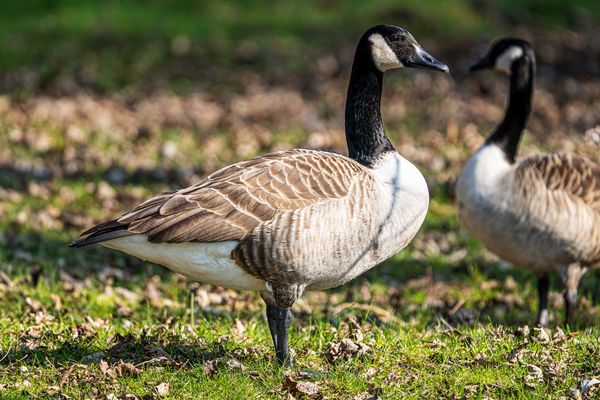 Kanada Gänse in Südbaden 