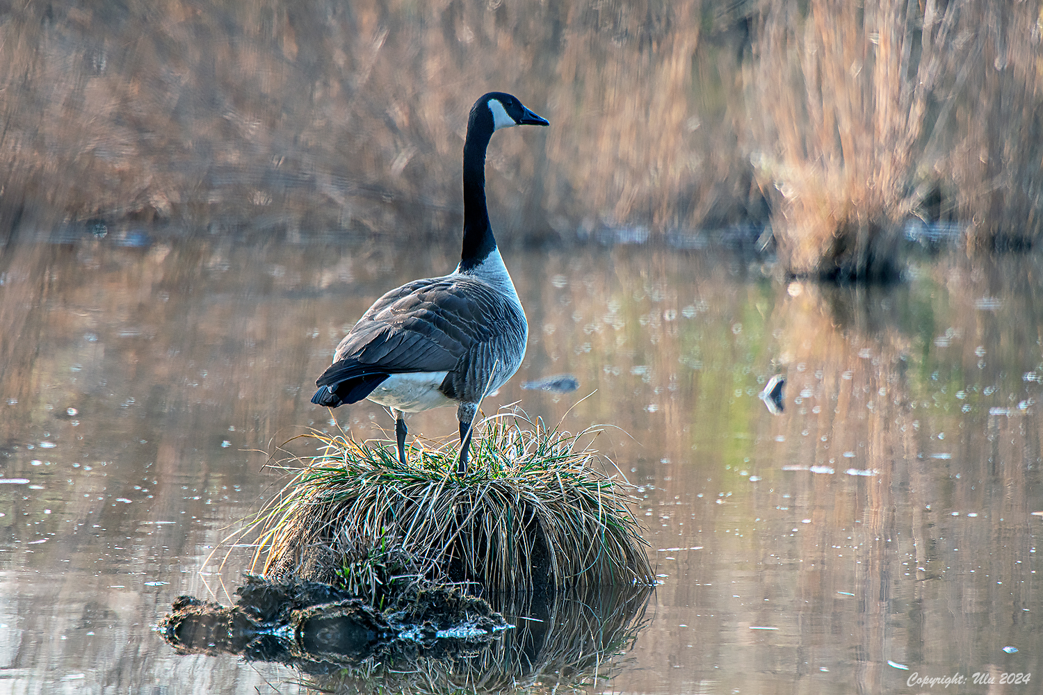 Kanada Gans